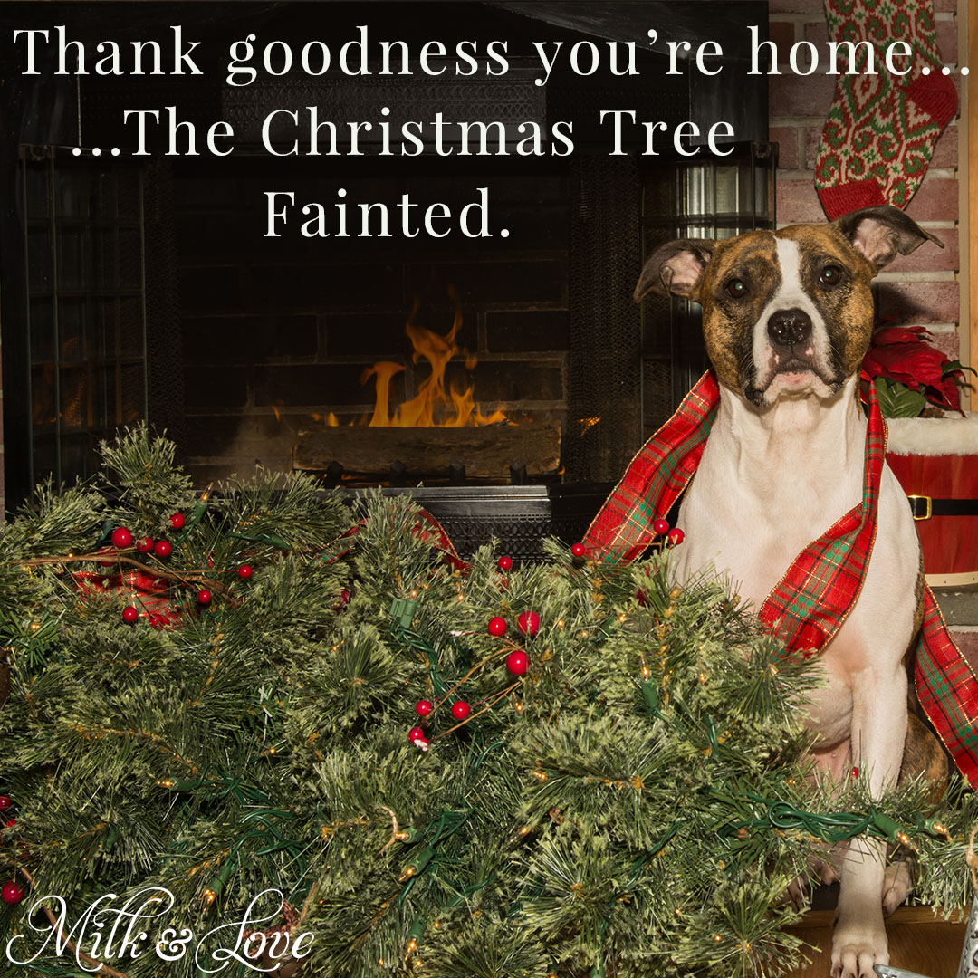 15 Funny Christmas Memes and Gifs (But Actually Funny)